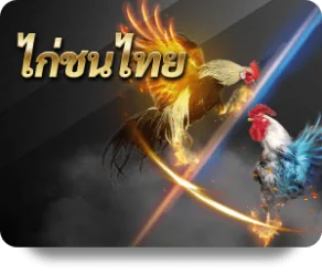 Chicken Fight